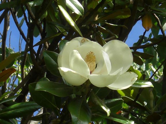 泰山木の花